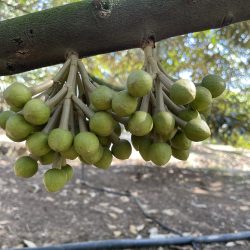 Làm Sầu Riêng Với Trung